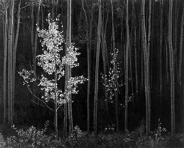 Artwork: Ansel Adams | Aspens, Northern New Mexico